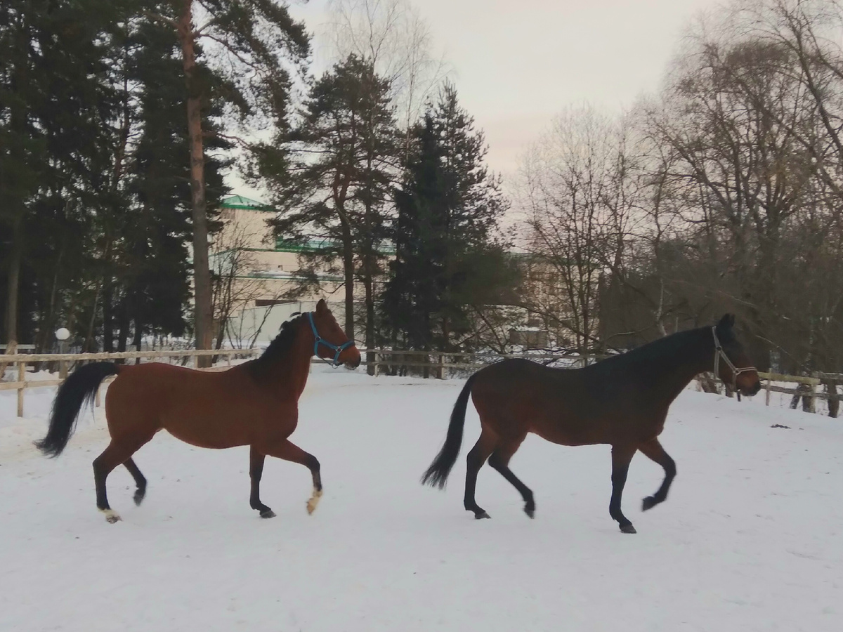 Когда снега достаточно, лошадки весело скачут, не скользя и не проваливаясь - в конце декабря у нас на плацу был идеальный грунт.