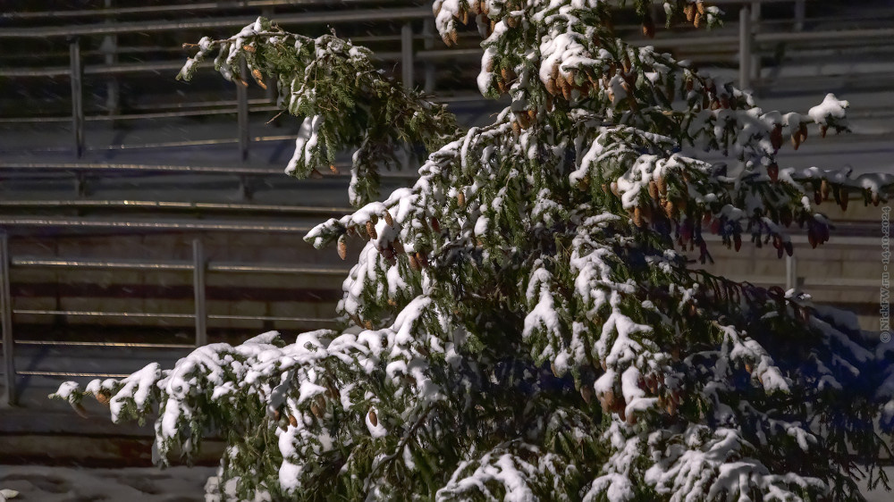 Ёлка в сенегу в моём дворе... © NickFW.ru — 14.10.2024г.