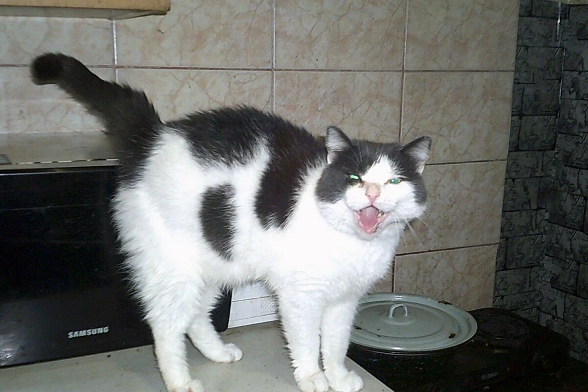 Милейшее создание с передержки Ольги Капустиной 