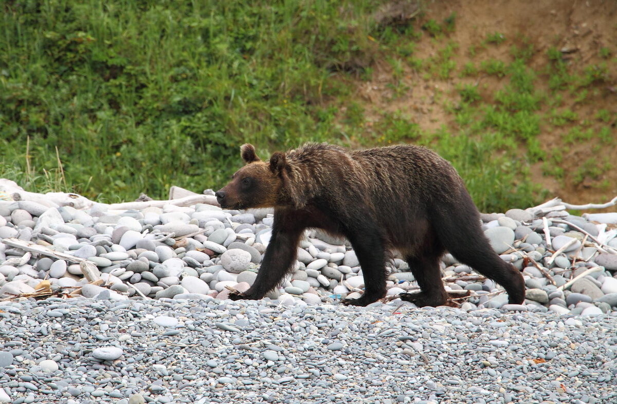 Курильский медведь. Современное фото.