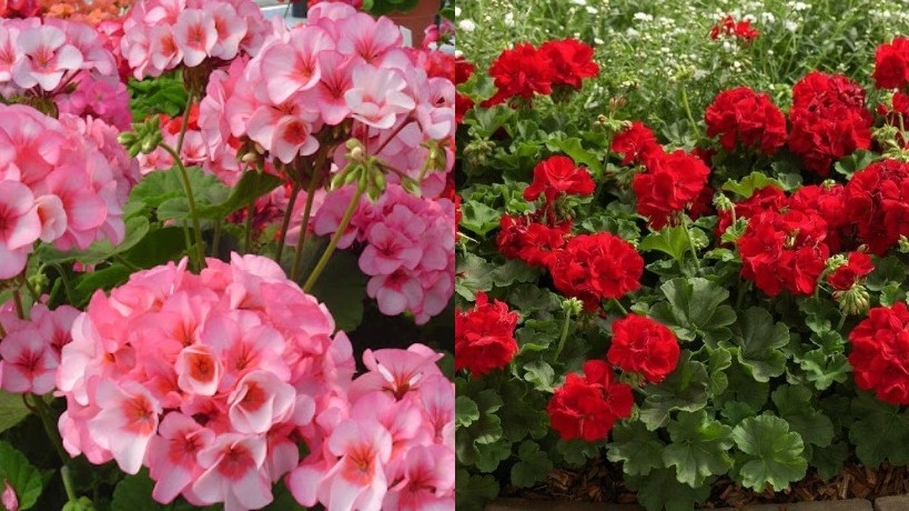 Здоровый куст герани с яркими цветами и сочной листвой.