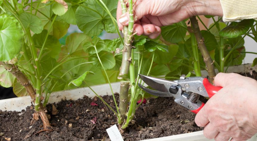 Процесс обрезки герани