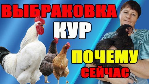 ВЫБРАКОВКА кур. Почему именно сейчас?