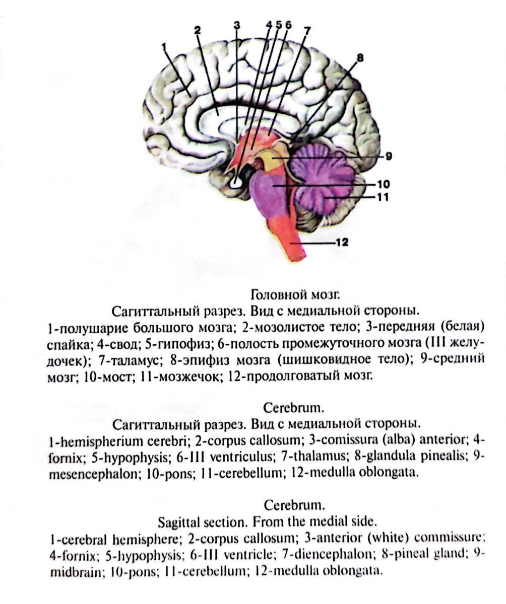 Головной мозг. Саггитальный разрез. Вид с медиальной стороны. 
