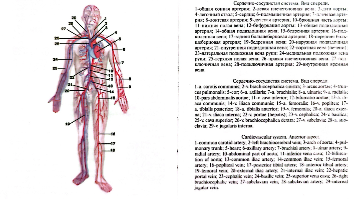 Сердечно-сосудистая система. Вид спереди. 