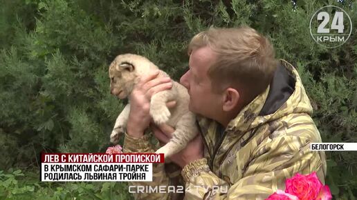 Смена поколений: в крымском сафари-парке родилась львиная тройня