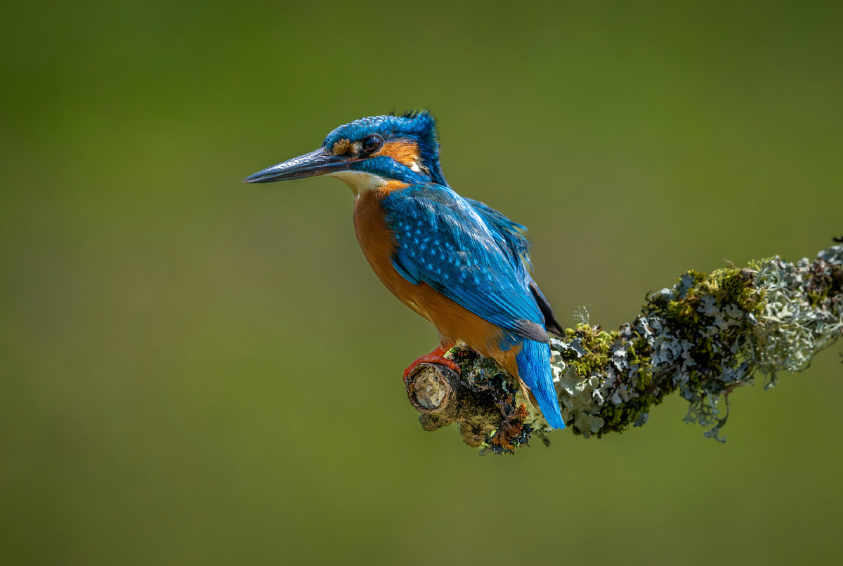 Картинка с бесплатного фотостока https://unsplash.com, автор Jonny Gios