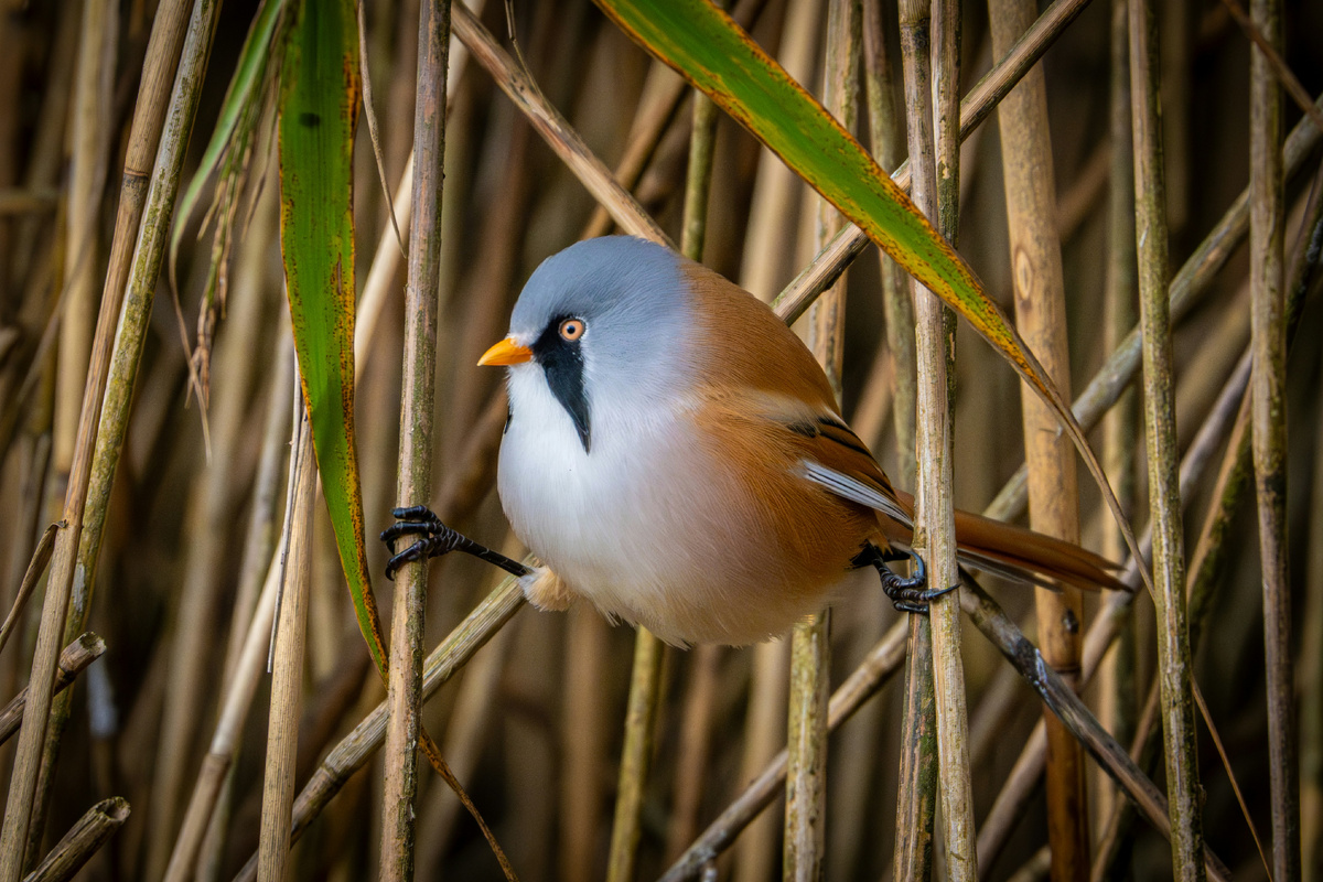 Картинка с бесплатного фотостока https://unsplash.com, автор Jonny Gios