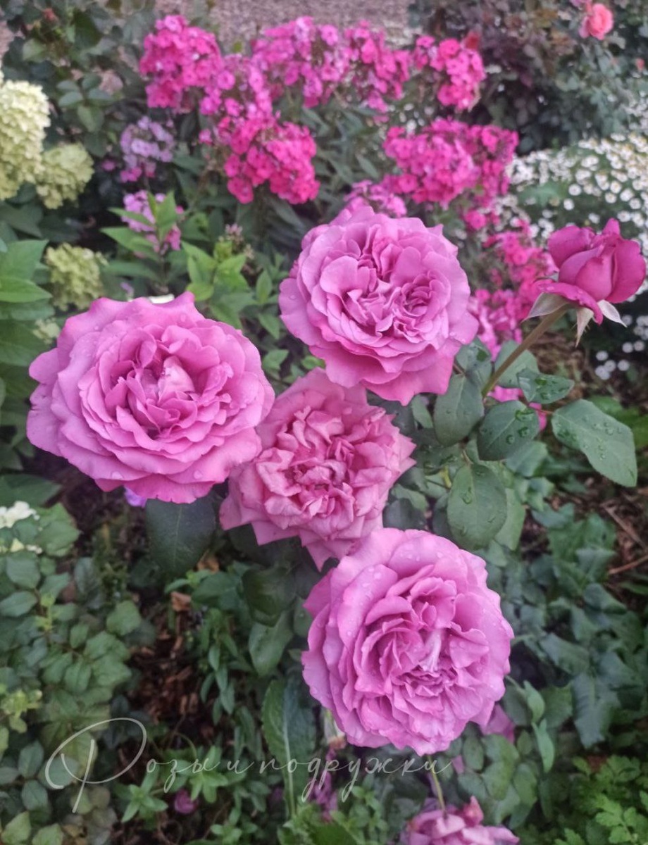 "Claude Brasseur",  Meilland, Франция, 2006 г.