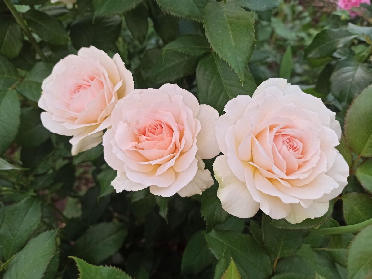 "Chandos Beauty", Harkness, Великобритания, 2005 г.