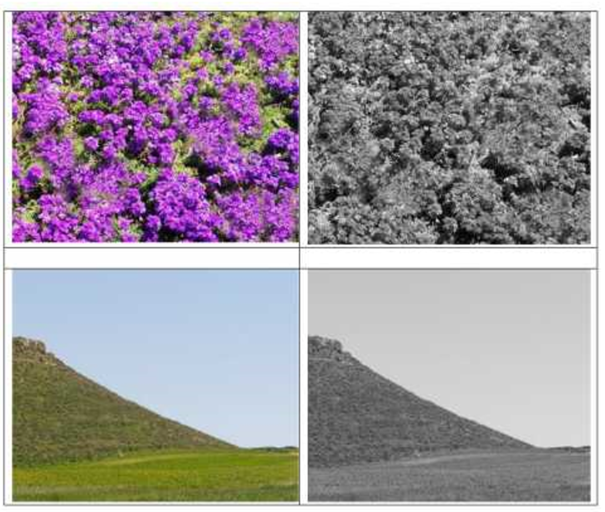 Рис. 1. Сравнение цветных фотографий (левая колонка) с черно-белыми (правая колонка). Из цветных снимков можно почерпнуть гораздо больше информации. Наблюдая только черно-белые фотографии, можно прийти к совершенно неверным выводам, особенно о существовании жизни.