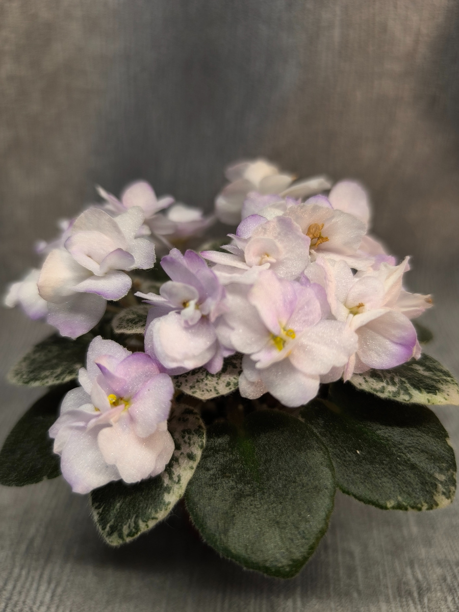 Сорт Pride of Columbus (H. Pittman)