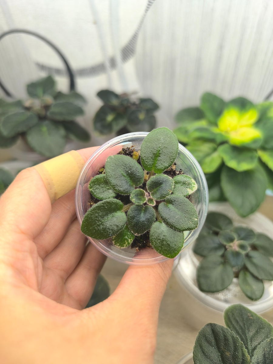 Детки сорта Pride of Columbus (H. Pittman)
