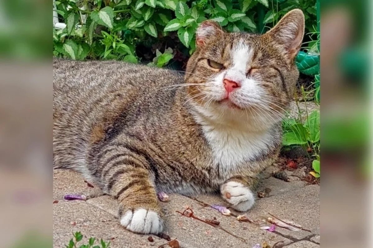    Жительница Бийска собирала деньги на лечение несуществующих животных