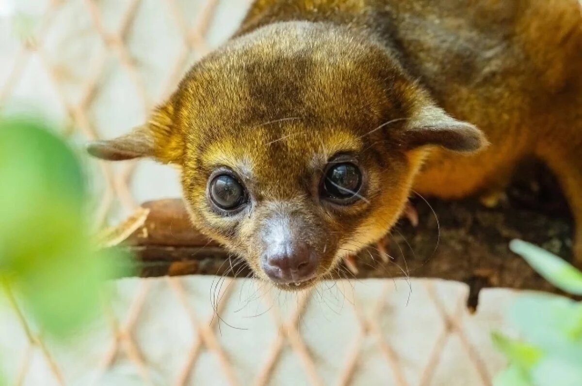    В красноярском «Роевом ручье» трехлетнего кинкажу назвали Коржиком