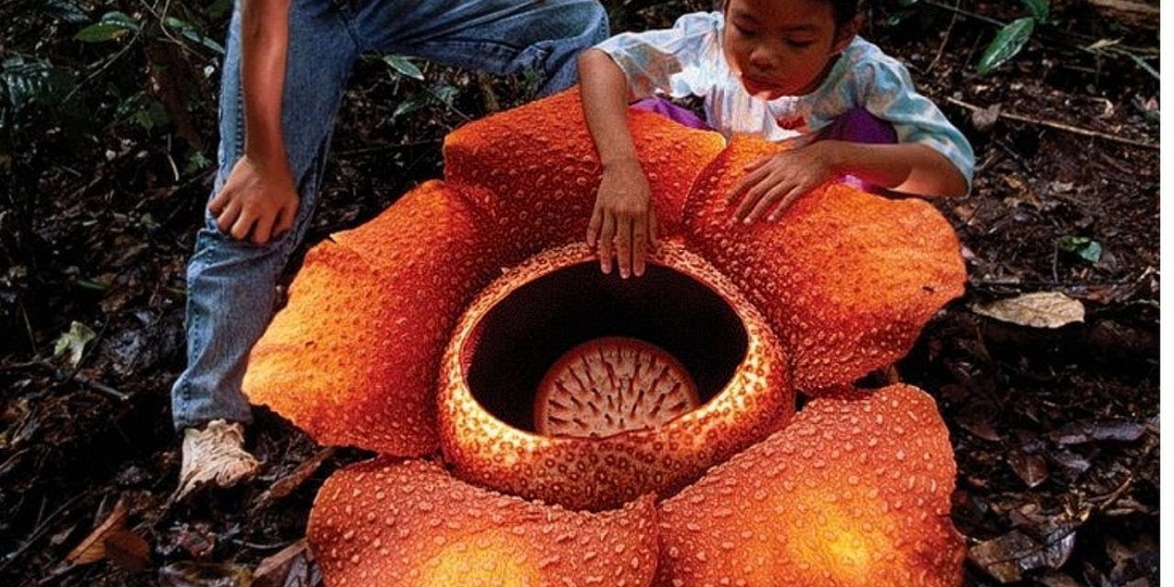 Самые удивительные растения мира