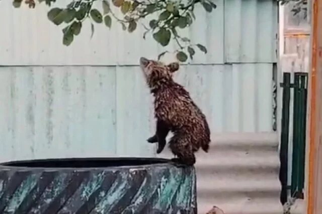    Почему погиб медвежонок, который вышел к селу в Пензенской области?