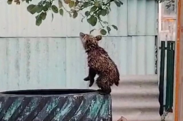    Фото: кадр из видео