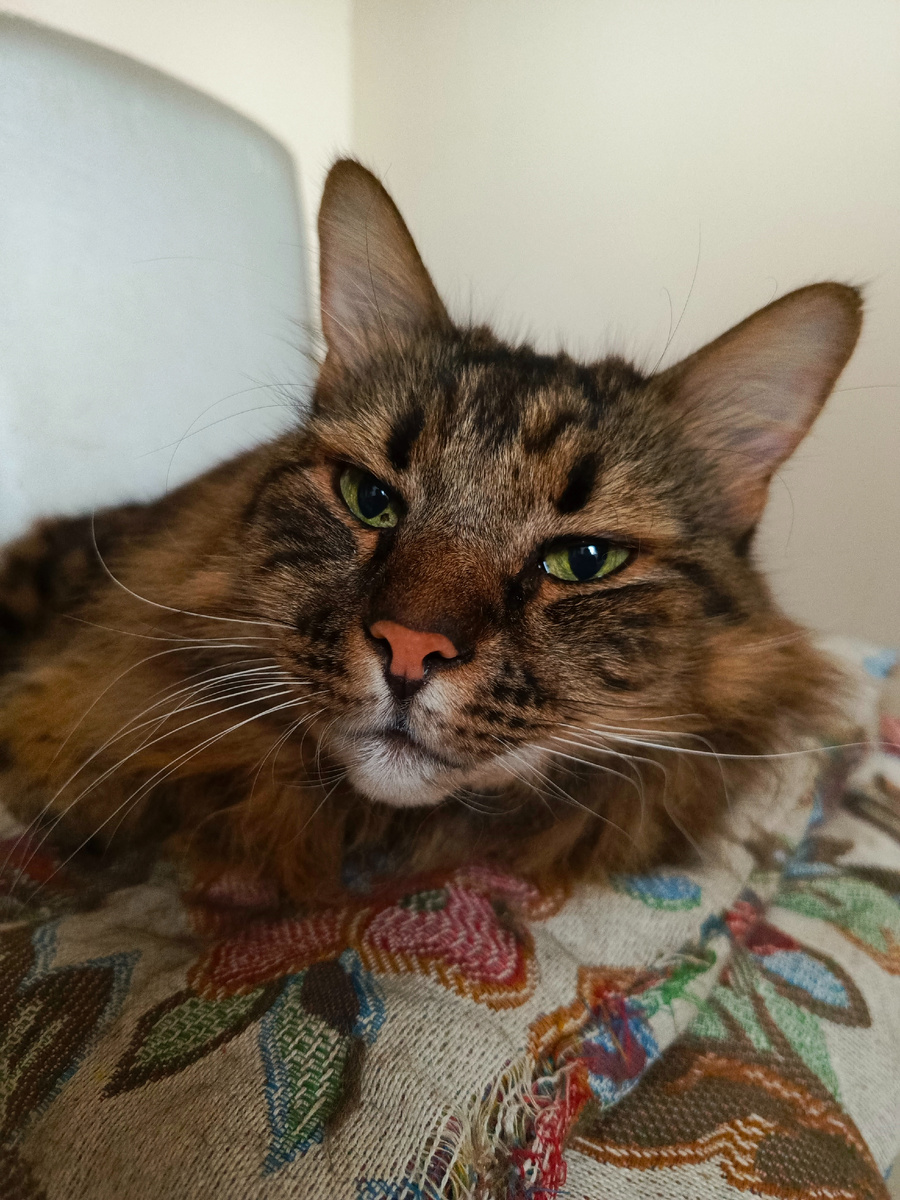 Так, кожаная, че пришла, че надо, я отдыхаю, не мешай.