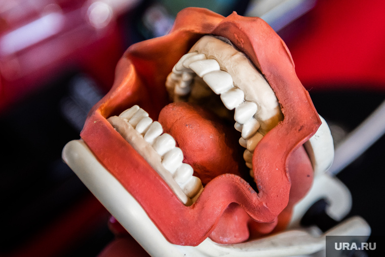    Правильный прикус характеризуется правильным расположением зубов и перекрытием верхнего ряда зубов над нижним на одну треть