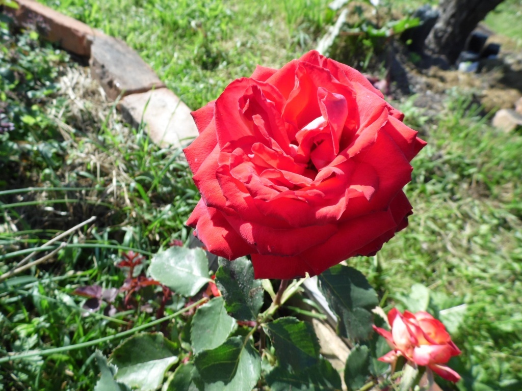  Роза в сентябре