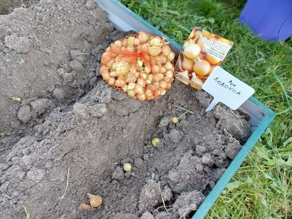  Посадка лука под зиму