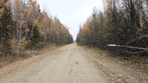 Очередной выезд в осенний лес в поисках металла. 05.10.2024