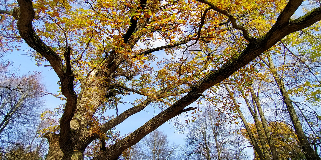 10 усадеб недалеко от Москвы, куда можно доехать на автобусе или электричке