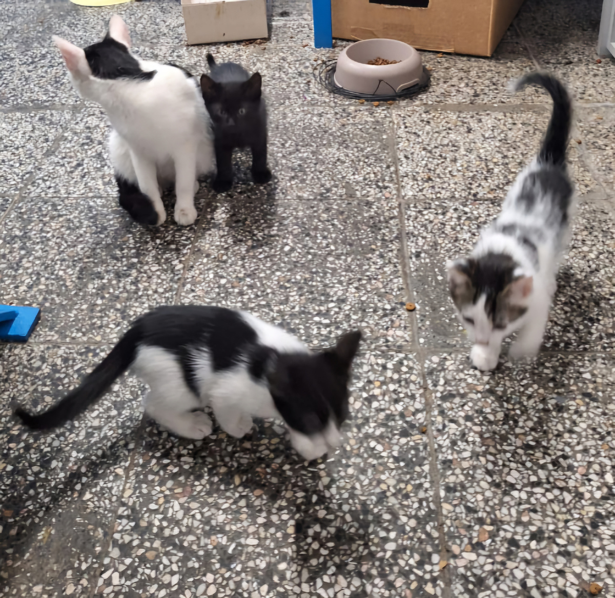 Уже подращенные котята с мамашей.