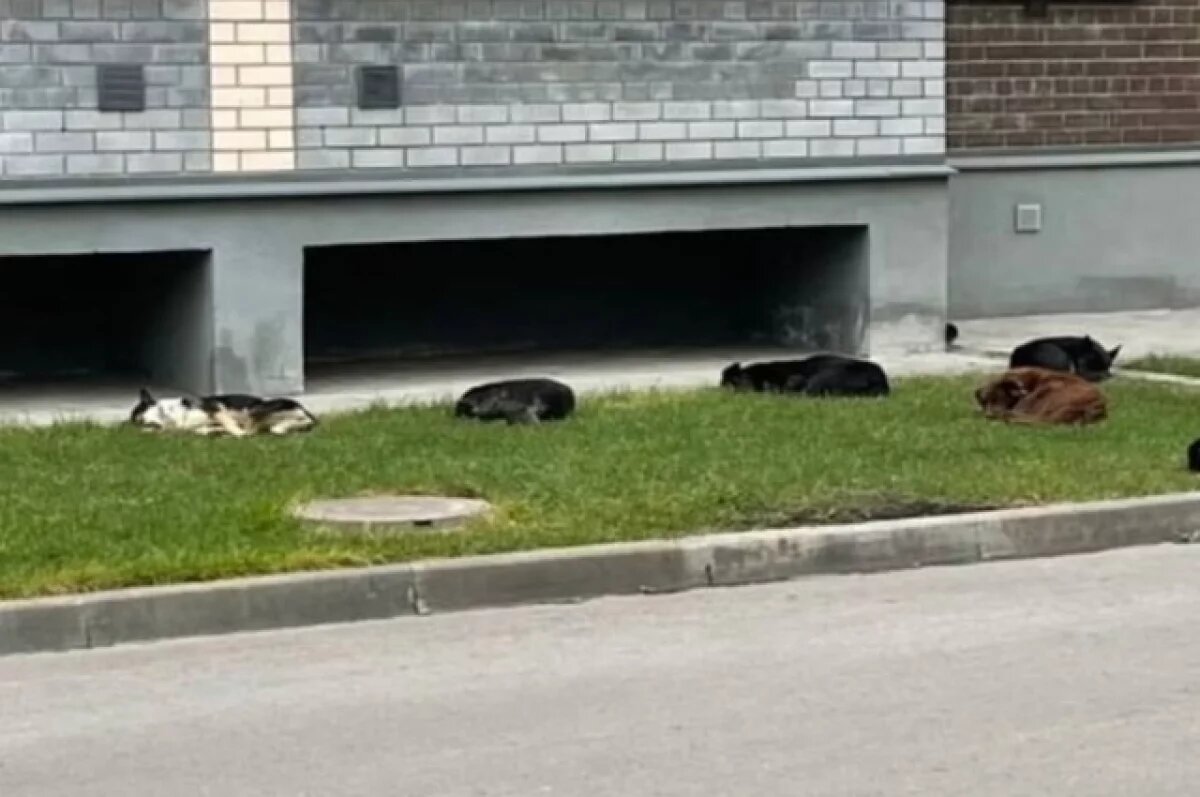    В Тамбове возбудили дело по факту нападения бродячих собак на ребёнка