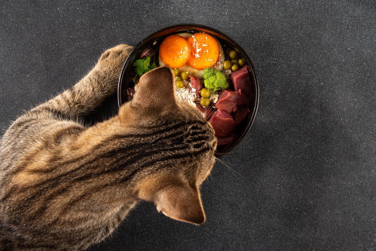 БАРФ для кошек