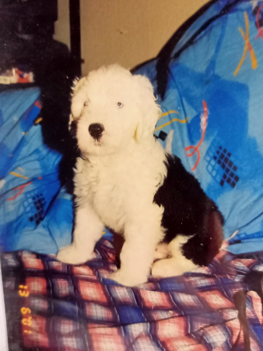 Люсенька. Видно, что у нее один глаз голубой, другой карий? Это у бобтейлов самый цимус!