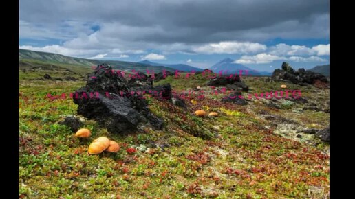 Княженики плоды