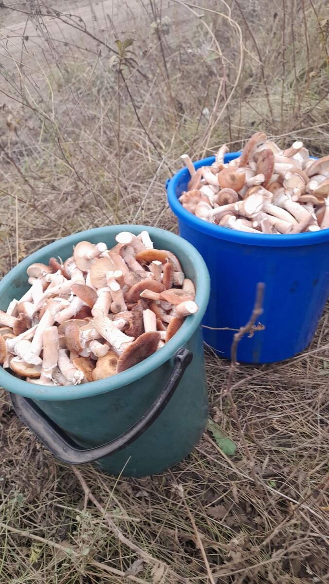    Фото Дмитрия Чаплыгина из группы "Курские грибники, грибы, ягоды"