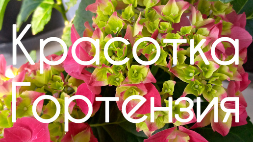 Черенки гортензии рост за сезон 🌿🌺💞