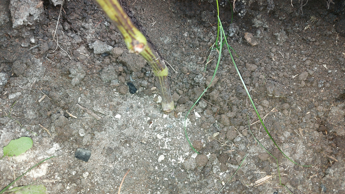 Невызревшая лоза идёт от самой земли.