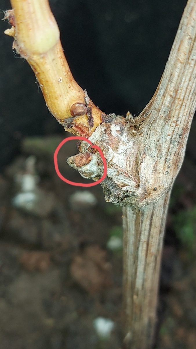 Почка замещения из прошлогоднего черенка.