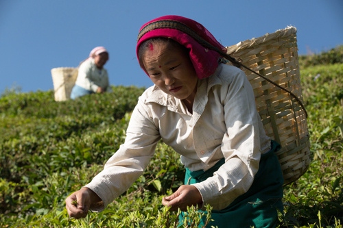Выщипывание во время весеннего сбора урожая или первого сбора в Дарджилинге.