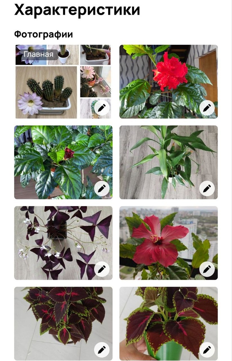 На авито в каждое объявление можно внести только 10 снимков растений