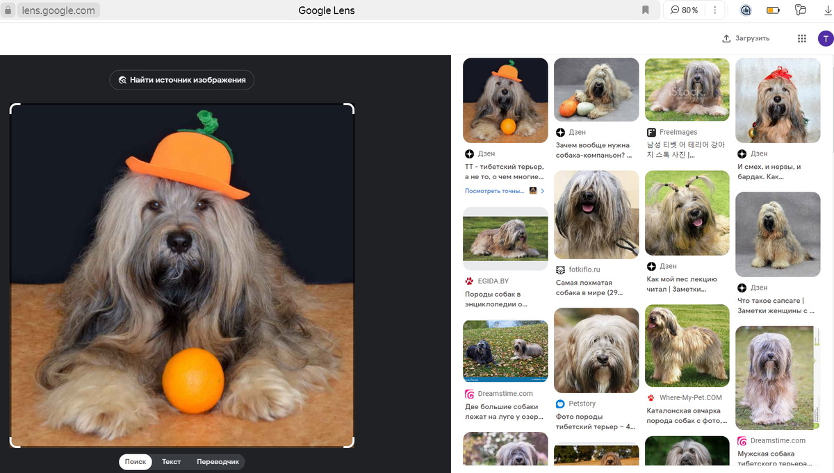 Гугл после загрузки фото моего тибетского терьера выдал мои статьи на Дзене, где я использовала снимки своей собаки. Листайте галерею, чтобы увидеть результат, полученный в Яндексе