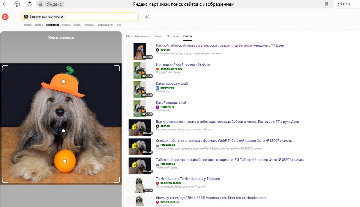А вот на Яндексе выяснилось, что фото моего тибетца без спроса утащили в некую фотобазу, от чего я не в восторге