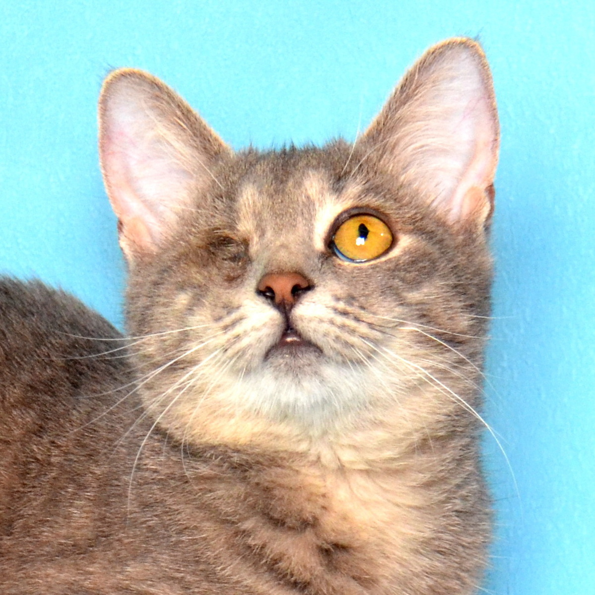 Одноглазый котик, живущий дома у волонтера. Фото из личного архива