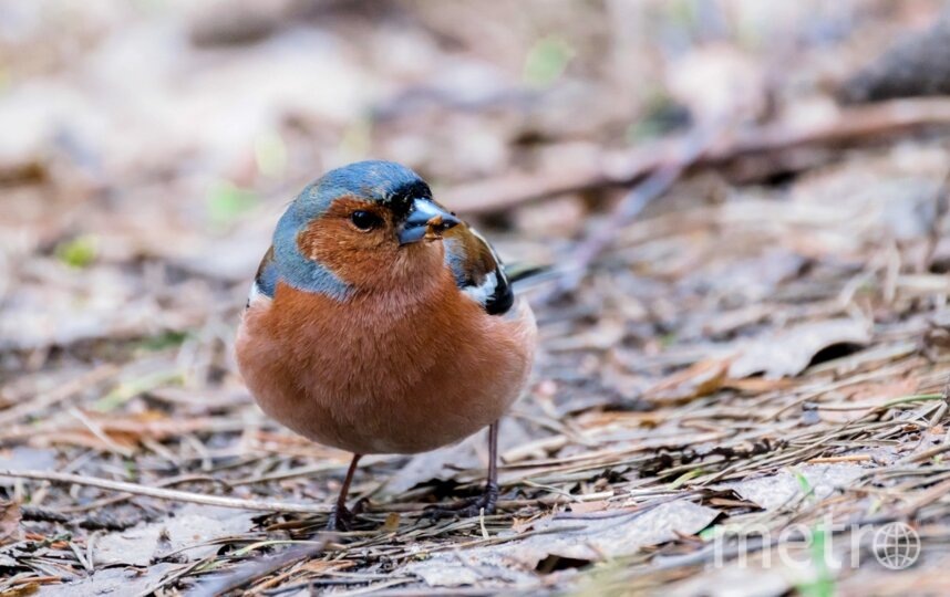    Зяблики прилетают в Петербург весной и живут до наступления холодовАлена Бобрович