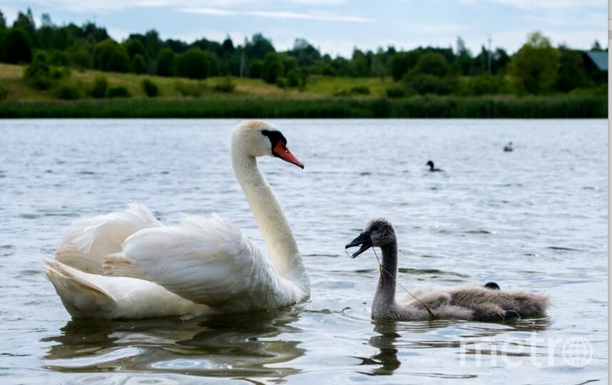   Дикие лебеди останавливаются в Ленобласти, чтобы отдохнутьАлена Бобрович