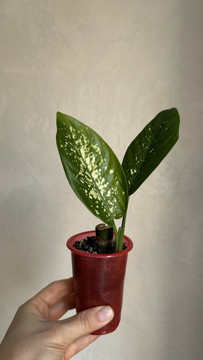 Диффенбахия