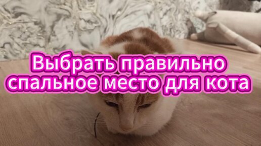 Важно правильно выбрать спальное место для кота