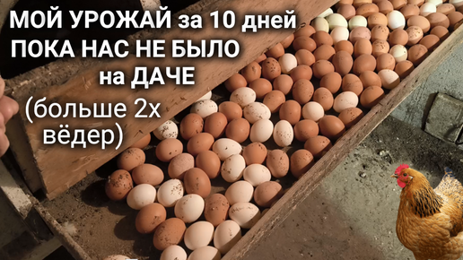 Яйценоскость моих кур-несушек бьёт рекорды - 2 ведра за 10 дней