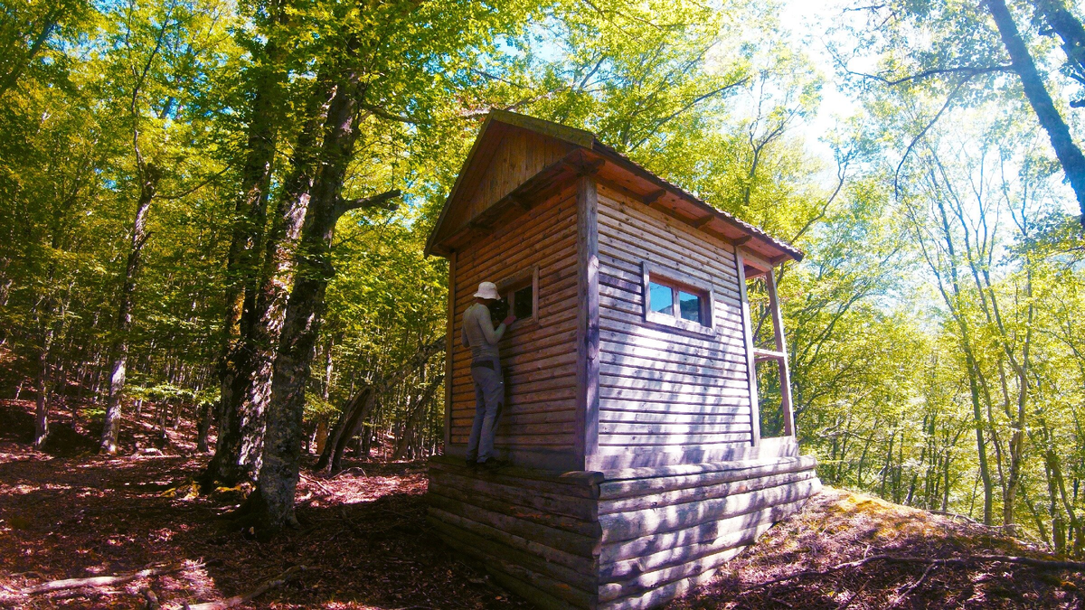 Загадочная избушка в лесу. Что она здесь делает и кто в ней живёт?