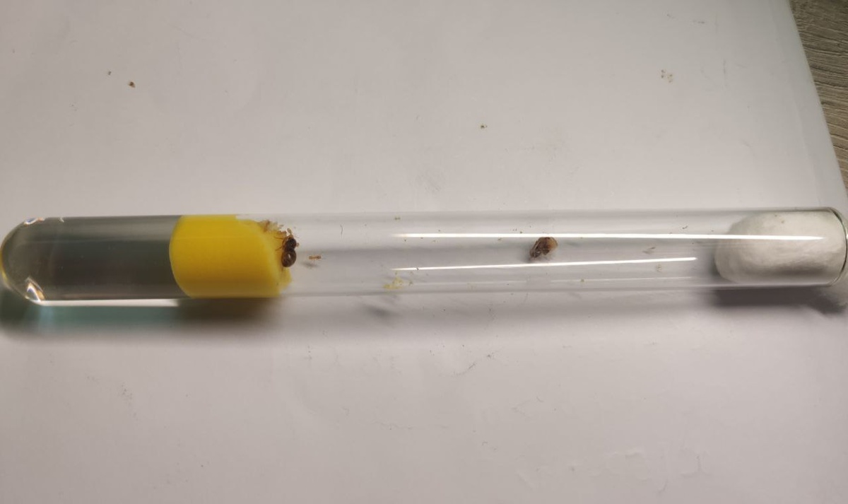 Пробирка-инкубатор с молодой семьёй Lasius flavus