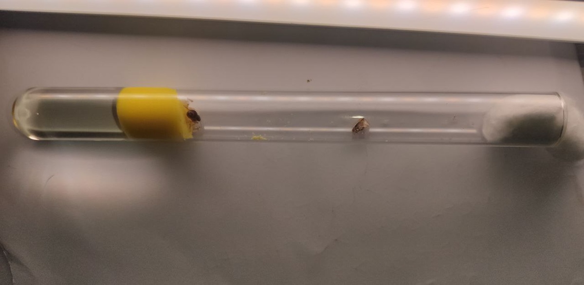 Пробирка-инкубатор с семьёй Lasius flavus.